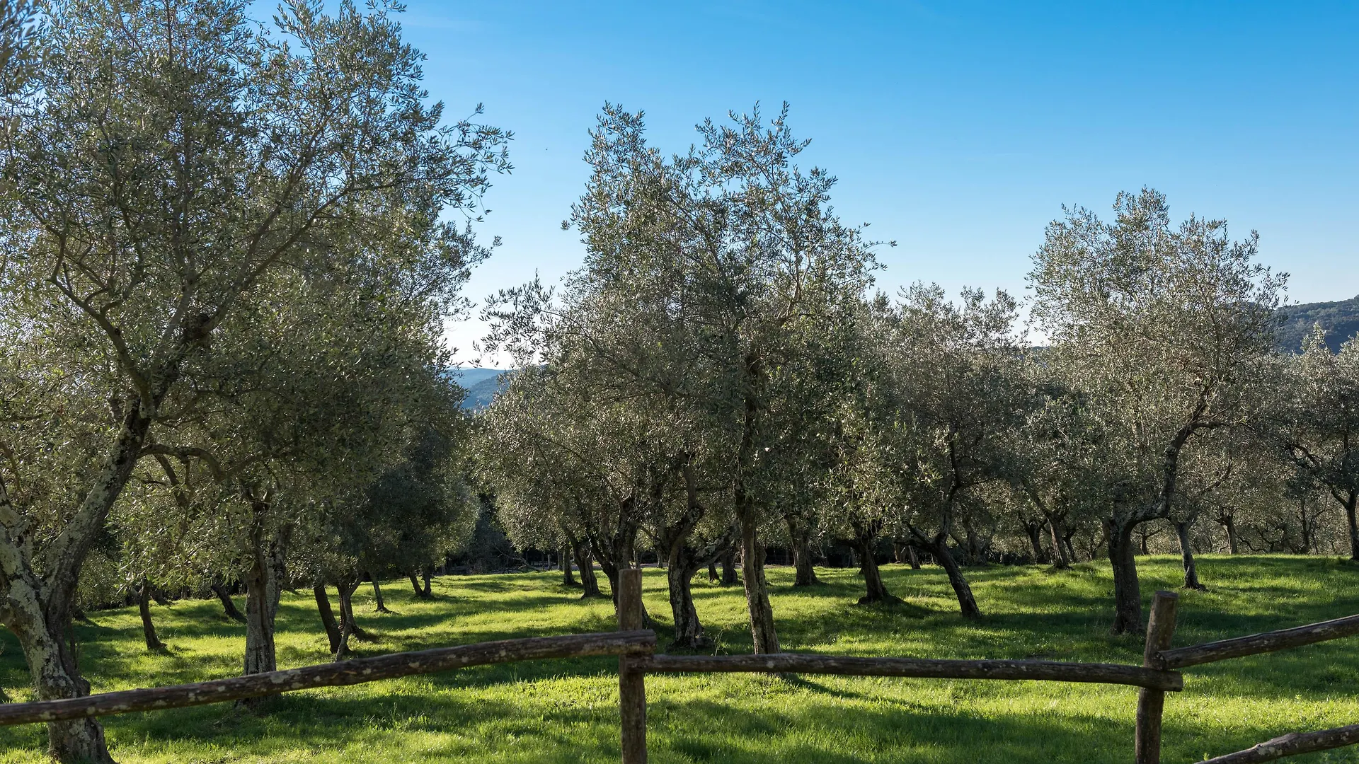 Tenuta La Bandita Sassetta