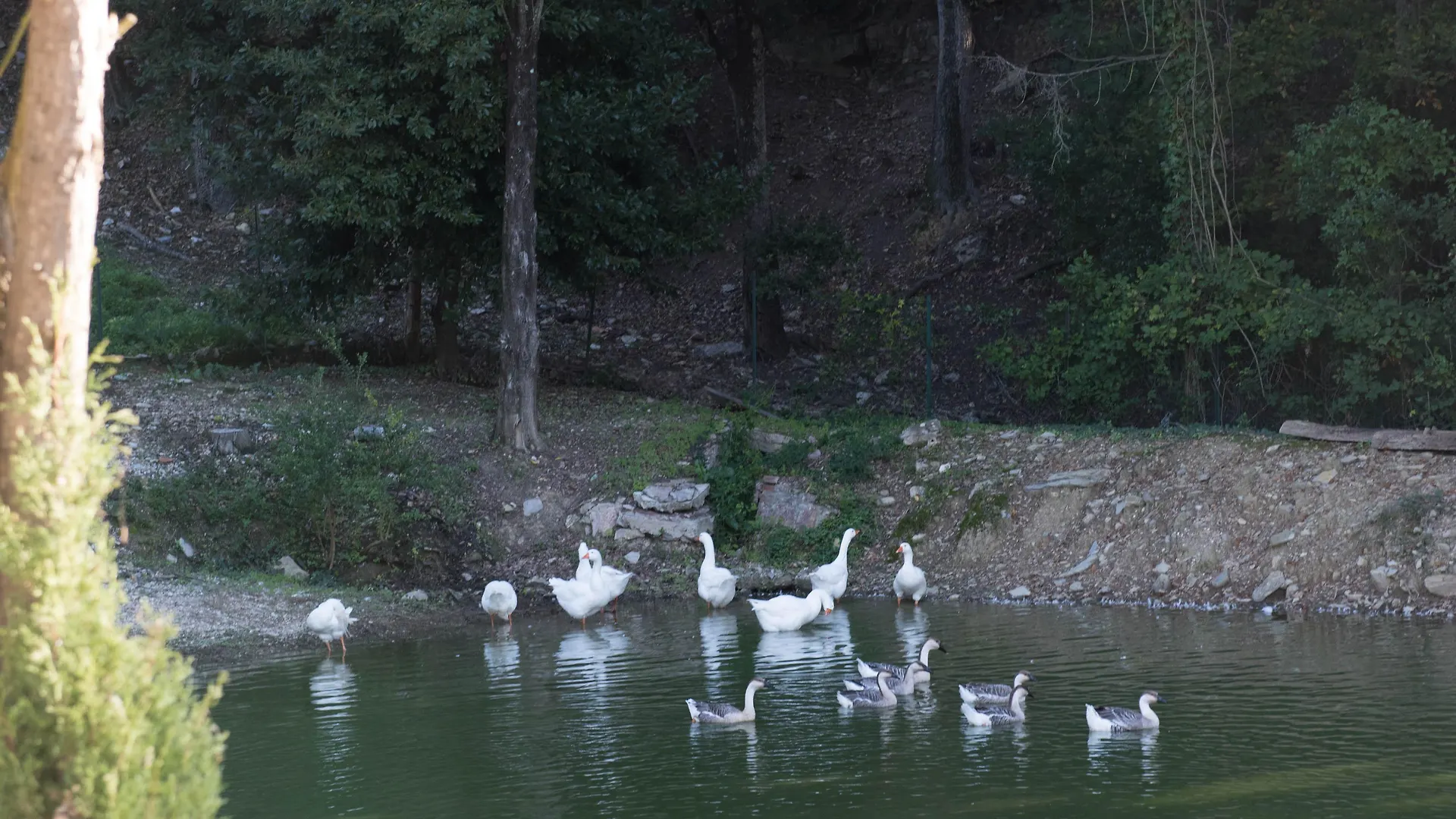 Tenuta La Bandita Sassetta