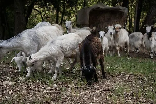 Tenuta La Bandita Sassetta Hotel